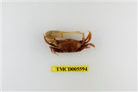 藏品(鉗指管招潮蟹)的圖片